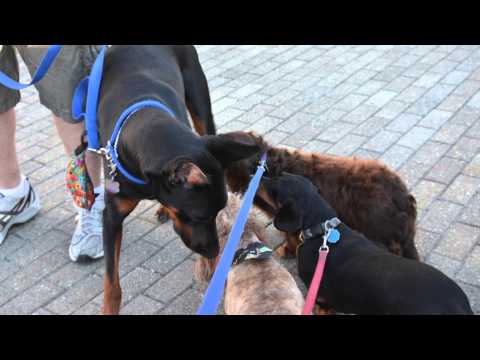 Doberman Pincer