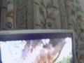 Yeshuve rakshaka CAMPUZ WORLD 