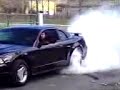 mustang