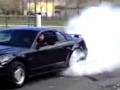 videos de mustang