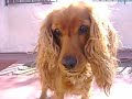 perrita burbuja
