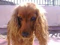 perrita burbuja