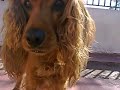 perrita burbuja