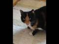 videos de Schuschu
