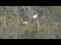 07 cape breton mikmaq moose hunt 1 07 cape breton mikmaq moose hunt 1
