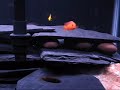 we did away with the plants and added more rock, slate and limestone.  also just added a red zebra fish to the group.  they are steadily growing.