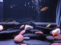 we did away with the plants and added more rock, slate and limestone.  also just added a red zebra fish to the group.  they are steadily growing.