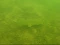 2 snoeken achter elkaar aan in Ruinerwold meer
