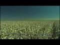 Biotech-Cotton-in-In