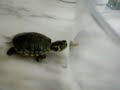 EL ENGA�O A LA TORTUGA HAMBRIENTA