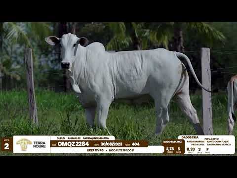 1� De Olho na Fazenda - Terra Nobre