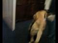 videos de Dog snaffling potatoes!