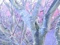 Vale Royal Abbey Golf Club from tree top Cheshire Tree Surgeons show Squirrel damaged tree