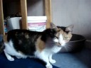 Greetje