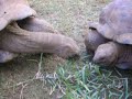 Tortues g�antes d\
