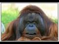 Der Helge Affe