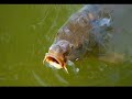 Beautyful Fish Pictures Beautyful Fish Pictures