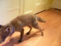 Pet Fox Pet Fox