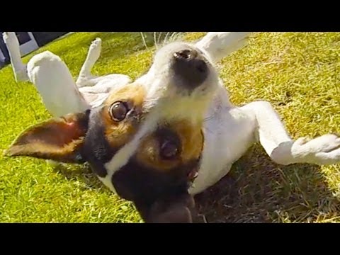 CUTE BREAKDANCING PUPPY!