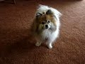 crazy pomeranian in hermosa beach. california crazy pomeranian in hermosa beach. california