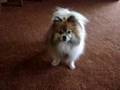 crazy pomeranian in chico california