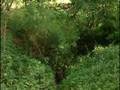 Sinkhole Stinkhole