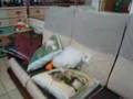 My-pet-01