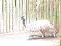 kangaroo humps worker at sydney\ kangaroo humps worker at sydney\