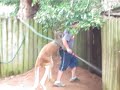 kangaroo humps worker at sydney's taronga zoo