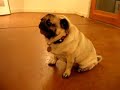 \"Wanna go to Petco? Wanna go to Pug-O-Rama?\" \"Wanna go to Petco? Wanna go to Pug-O-Rama?\"