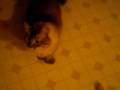 Fun with RedDog