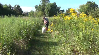 Chicago Dog Training Dogs to Follow Owner Suburban K9