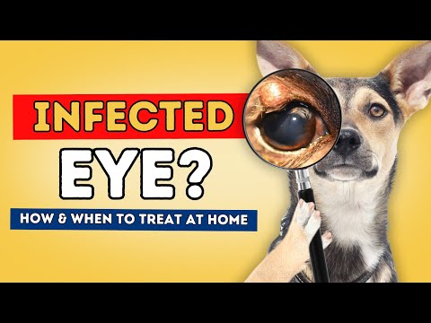 how to treat eye infection in dogs