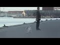 [ペット]お散歩中、とにかくゴロンとなっちゃう怠惰な犬。のサムネイル