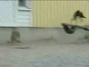 liebre ve cuervo  jackrabbit vs crow