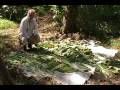 Harvesting Tobacco