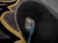 How to Clean Your Griptape How to Clean Your Griptape