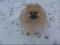 videos de Deitz in Snow