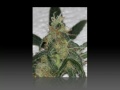 WHITEFOLKZ-CANNABIS CUP REMIX