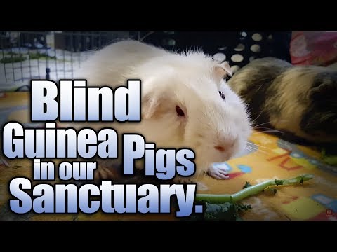 video-linktoworks-Is your guinea pig blind? Blind Guinea Pigs in our...