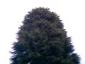 BOY FALLS FROM BIG ASS TREE