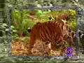 Funny game -Intelligent monkey irritating tiger risking life Funny game -Intelligent monkey irritating tiger risking life