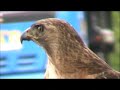 Red-tailed Hawk Eats Squirrel