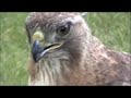 Red-tailed Hawk Eats Squirrel