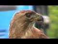 Red-tailed Hawk Eats Squirrel