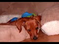 Teckel Dog Brand New