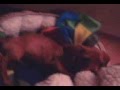 Salchicha video