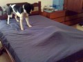 Harley and kramer hide & seek.mp4