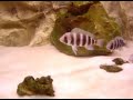 Cyphotilapia frontosa\"Kigoma\" Cyphotilapia frontosa\"Kigoma\"