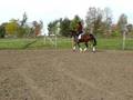 Charm Dressage Trot